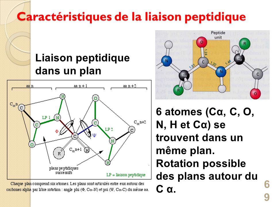 Biochimie Acides Amin S Peptides Et Prot Ines Ppt Video Online